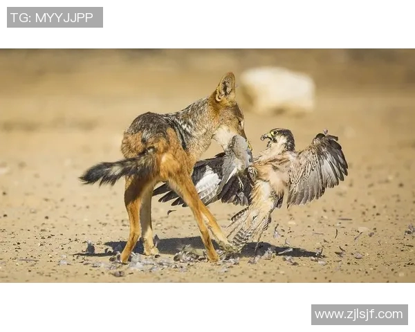 乌克兰与克罗地亚激战正酣争夺荣耀的殊死搏斗即将展开 乌克兰与克罗地亚激战正酣争夺荣耀的殊死搏斗即将展开